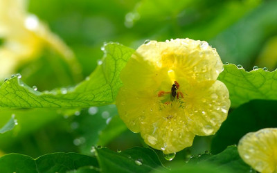 Meine liebsten Kräuter und wo sie am besten wachsen