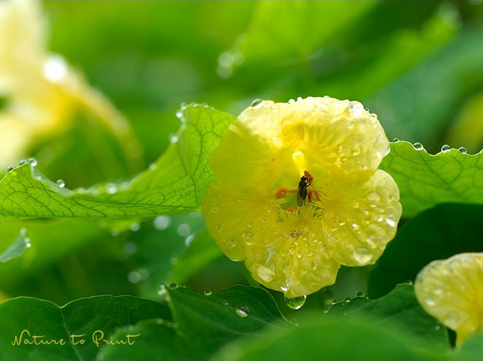 Blattläuse bekämpfen mit Kapuzinerkresse. Sie hält Läuse zuverlässig von anderen Pflanzen fern.