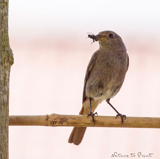 Hungrige Jungvögel sind das beste Mittel gegen Insekten