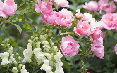 Blattläuse bekämpfen ohne Gift. Sicher, nachhaltig und vorbeugend.