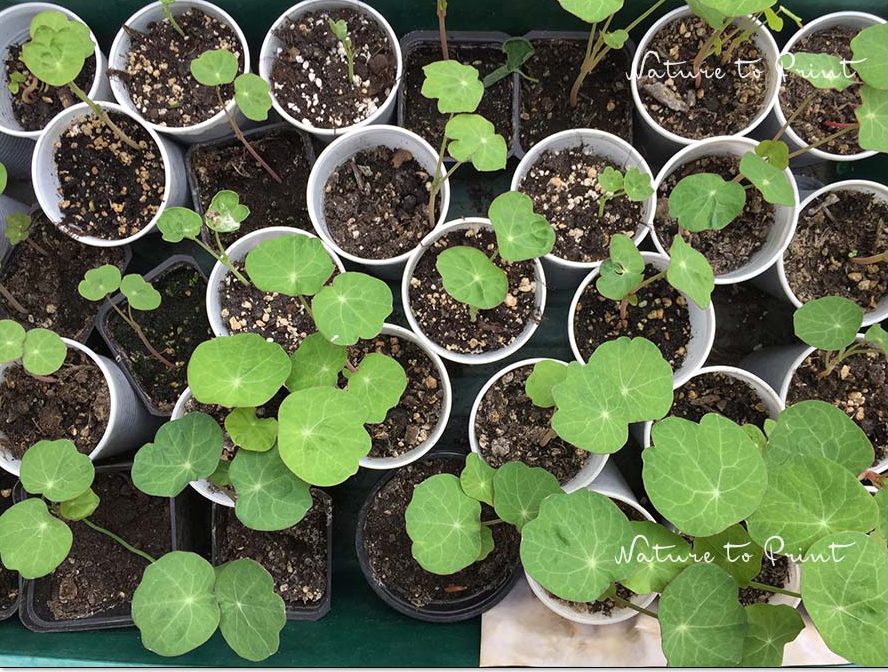 Sommerblumen säen. | Junge Kapuzinerkresse keimt schnell, solange es nicht zu warm ist. Ein Platz im Schatten ist anfangs ideal. Sommerblumen säen. Kapuzinerkresse keimt schnell, solange es nicht zu warm ist. Ein Platz im Schatten ist anfangs ideal.