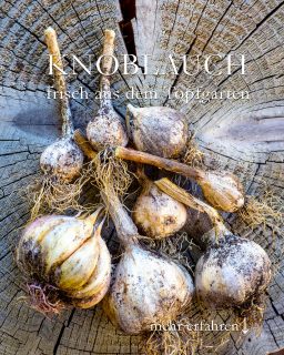 Knoblauch ernten im Topfgarten
Eigenen Knoblauch zu ziehen ist einfach.
+ Stecken Sie Knoblauchzehen einzeln in die Erde
+ Schauen Sie dem Knoblauch einfach beim Wachsen zu.
+ Erst wachsen lange grüne dünne Blätter, die an dürren Lauch erinnern.
+ Im Juni / Juli wächst ein langer Stängel mit einer kleinen runden, weißen Knospe. Diese ist essbar und schmeckt auch nach Knoblauch.
+ Gleichzeitig welkt das Laub.
+ Bevor das Laub komplett "verschwindet" graben Sie den Knoblauch vorsichtig aus.
+++ Erde abschütteln und die Knollen luftig, aber dunkel trocknen lassen.
Muss es besonderer Pflanz-Knoblauch sein? Kann sein, dass diese Sorten größer werden, aber meiner Erfahrung nach funktioniert jeder Knoblauch. Auch Chinesischer Knoblauch aus dem Supermarkt. Knoblauchzehen wissen nicht, woher sie stammen und wachsen einfach. Bei mir im Topfgarten zwischen Erdbeeren und Blaubeeren.
+++ Knoblauch zwischen Erdbeeren gesteckt hält Schädlinge fern und fördert der Geschmack.
Wenn jeder wüsste, wie einfach Knoblauch wächst, würden es alle machen. Man braucht dafür noch nicht einmal einen Garten. Blumentopf oder Pflanzkübel genügen völlig.