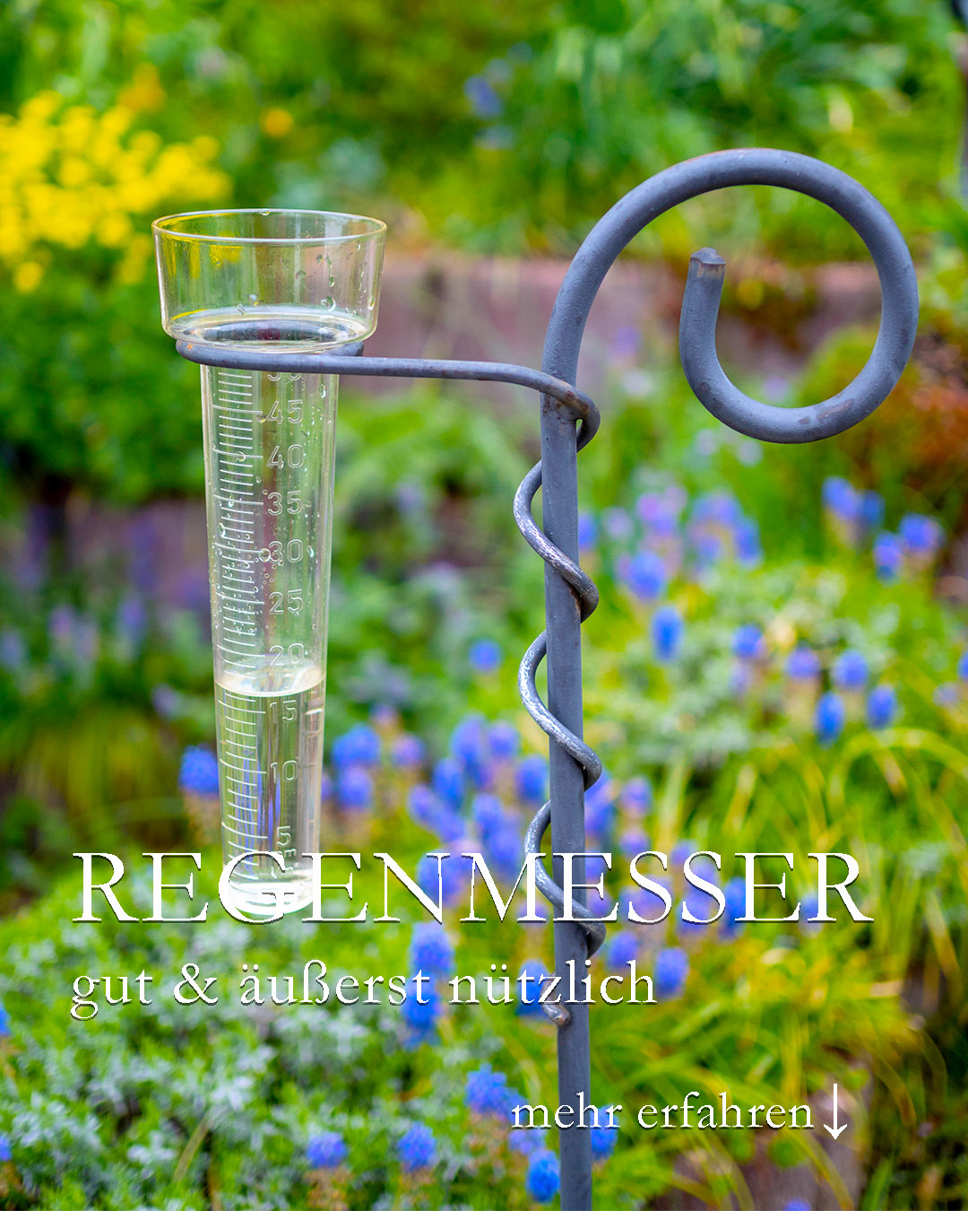 Warum Regenmesser?

In der Nacht hat's geregnet. Juchuh ... aber ein Blick auf den Regenmesser zeigt, es war nur 1 Liter. Das ist nur ein Tropfen auf die trockene Erde.

+ Der Regenmesser zeigt die Menge des Regens genau an.

+ Dadurch weiß ich, ob ich gießen muss, oder mir ein paar Tage das Gießen sparen kann.
+ Vorausgesetzt, ich weiß, wie viel Wasser mein Garten bzw. meine Pflanzen tatsächlich brauchen.

++ Faktoren, die den Wasserbedarf des Gartens bestimmen:

+ Sandboden hält Wasser schlecht. Boden verbessern mit Bentonit oder Perlite hilft.
+ Lehmboden speichert Wasser besser und länger, wird aber bei Hitze knochenhart. Boden auflockern / hacken hilft fürs Erste.
+ Mulchen hilft enorm, denn ein gemulchter Boden verdunstet schlechter.

+ Pflanzen, die Hitze und Trockenheit vertragen kommen in Dürrejahren gut zurecht. Beispielsweise Gaura, Spornblume, Fetthenne, Teppichsedum, Goldmohn, Lavendel, Bartblume, Salbei und andere mediterrane Pflanzen. Sie muss man nicht extra gießen.

+ Bauern-Hortensien brauchen dagegen zur Blüte etwa 10 Liter / Tag.
+ Immergrüne Sträucher Thujen brauchen auch enorm viel Wasser. Sie sind die Verlierer des Klimawandels.

Zum Vergleich:

+++ 10-11 Liter Wasser in der Woche braucht mein Garten in Franken mit Sommerblumen und Stauden.
+++ 1-3 Liter Wasser täglich brauchen meine Pflanzen im Topfgarten. Erdbeeren, Dahlien, Echter Lorbeer, Feige.
+++ Blühende Clematis-Hybriden brauchen auch viel Wasser. Einmal blühende Clematis alpina oder montana sind weitaus genügsamer.

Fazit: Ein Regenmesser hilft Geld / Regenwasser und Zeit zu sparen. Ich muss weiterhin alle 2-3 Tage kräftig gießen. Nicht alle Pflanzen gleichermaßen, aber durstige eben schon.

Im Blog: Warum Regenmesser gut und nützlich für jeden Garten sind:

https://www.wo-blumenbilder-wachsen.de/warum-regenmesser/

Kurzlink: https://www.insbeet.de/Regenmesser

#Garten #Gartenwissen #Gartentipps #Regen #Gießen #lebenmitblumen