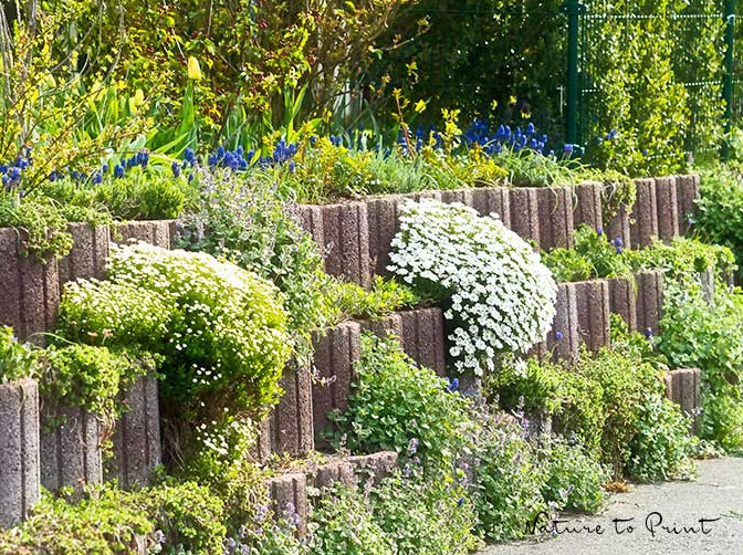 Katzenmauer wächst üppig zwischen Teer und Mauer