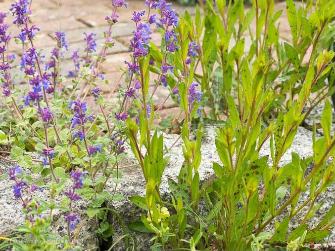 Katzenminze und Gaura lindheimeri teilen sich eine schmale Pflasterfuge