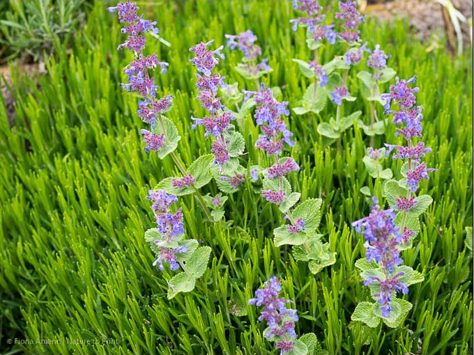 Katzenminze übernimmt mal eben einen Platz im Lavendel