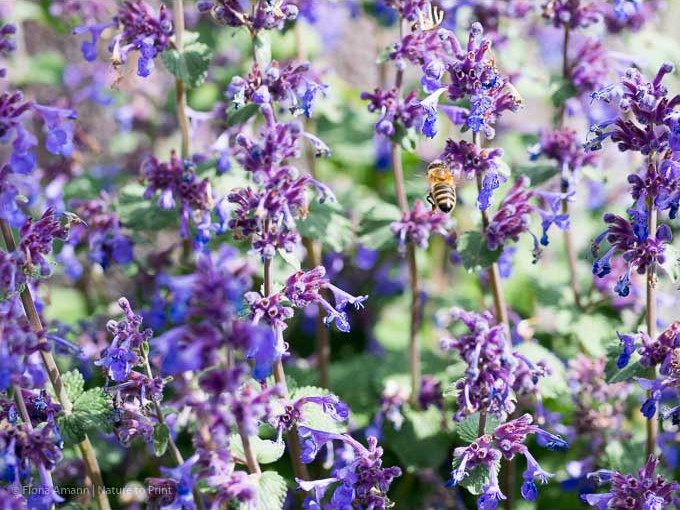 Katzenminze blüht den ganzen Sommer über und hat lavendelblaue, duftende Blüten