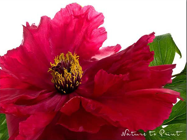 Papierdünne dunkelrote tellergroße Blüte einer Baumpäonie