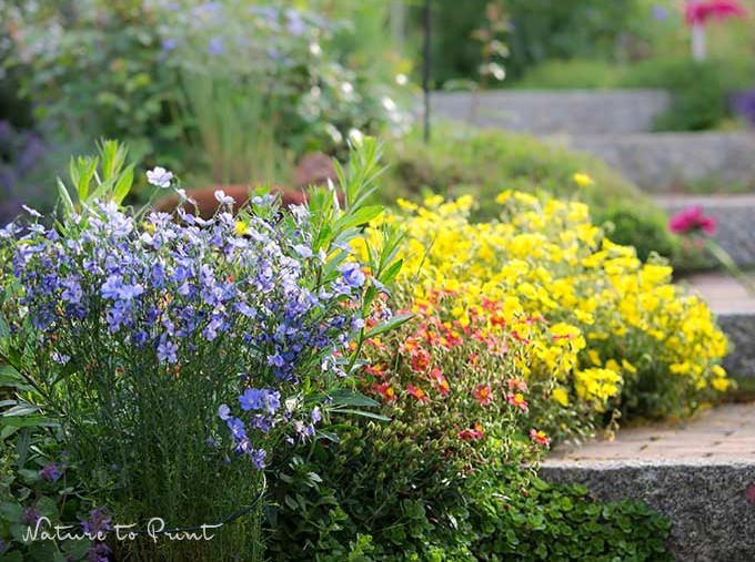 Polsterstauden schneiden sorgt für eine Nachblüte. Posterstaude Sonnenröschen 