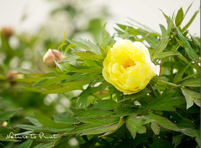 Blumenbild  'High Noon' von Nature to Print