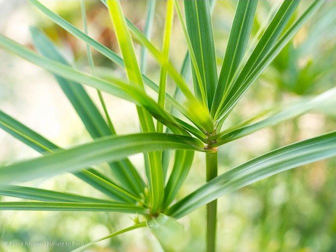 Zyperngras braucht viel Wasser und sollte nicht austrocknen