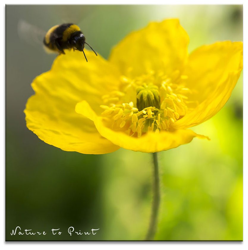 Hummel im Anflug auf Islandmohn im Garten. Blumenbild auf Leinwand oder Kissen