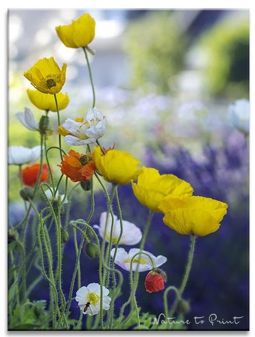 Blumenbild auf Leinwand: Islandmohn tanzt vor Lavendel