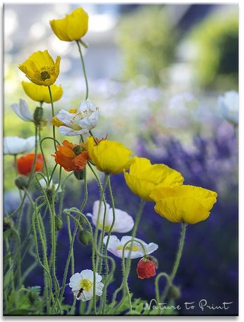 Islandmohn tanzt vor Lavendel. Blumenbild auf Leinwand oder Kunstdruck.