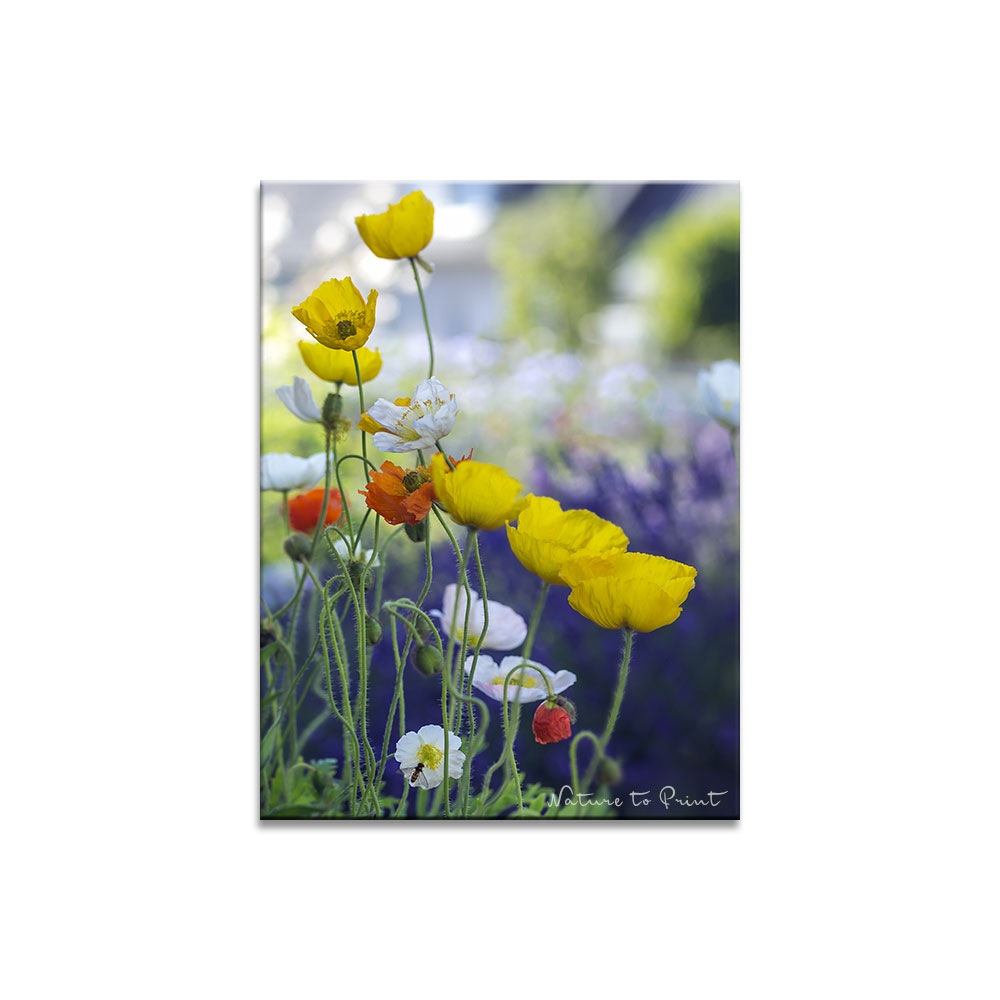 Blumenbild von Nature to Print:  Islandmohn tanzt vor Lavendel