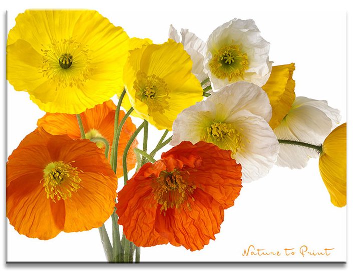 "Noch mehr Spaß mit Islandmohn" Kunstdruck oder Leinwandbild