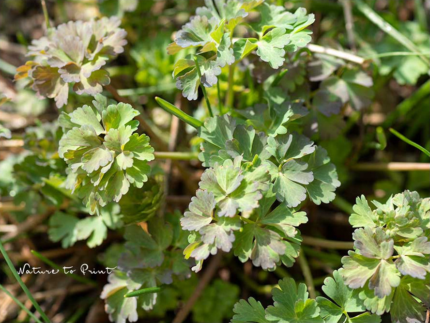 Akelei, frisch ausgetrieben im März Akelei, frisch ausgetrieben im März