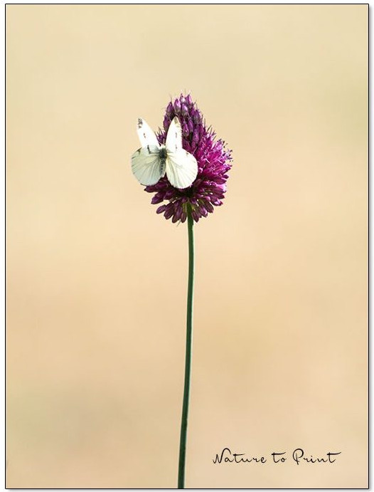 Klein aber sehr oho: Paukenschläger-Allium oder Trommelstock-Allium.