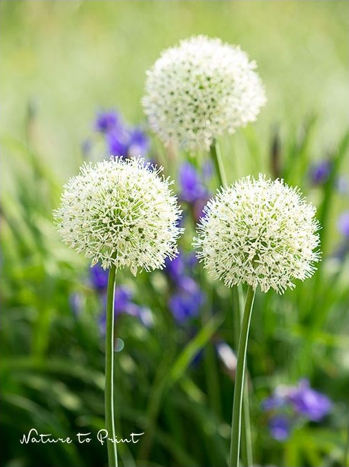 Weißer Kugel-Zierlauch begleitet Wieseniris im Hintergrund