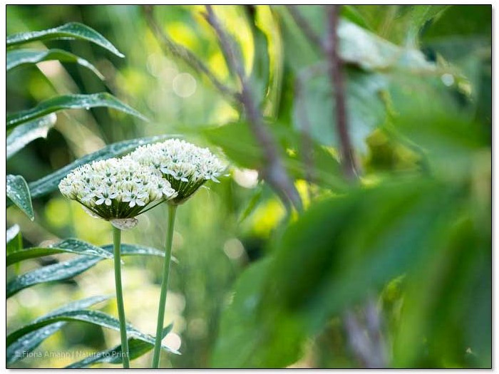 Auch weißer Allium kann entzücken
