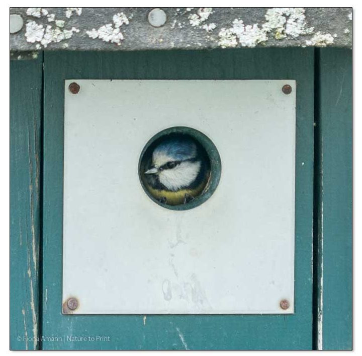 Blaumeise zieht in einen einfachen Nistkasten aus Holz mit Marderschutz Blaumeise hat Quartier bezogen in einem einfachen Nistkasten aus Holz mit Marderschutz