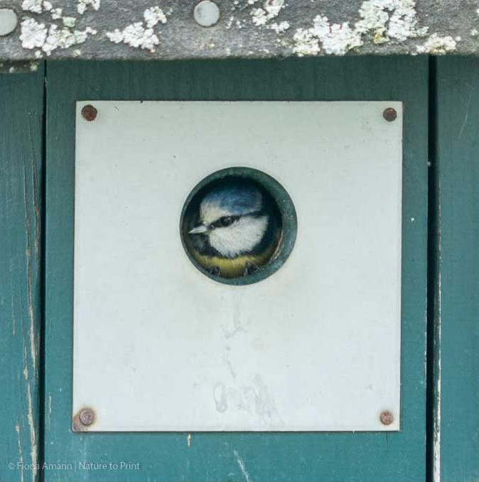 Blaumeise zieht in einen einfachen Nistkasten aus Holz mit Marderschutz Blaumeise hat Quartier bezogen in einem einfachen Nistkasten aus Holz mit Marderschutz