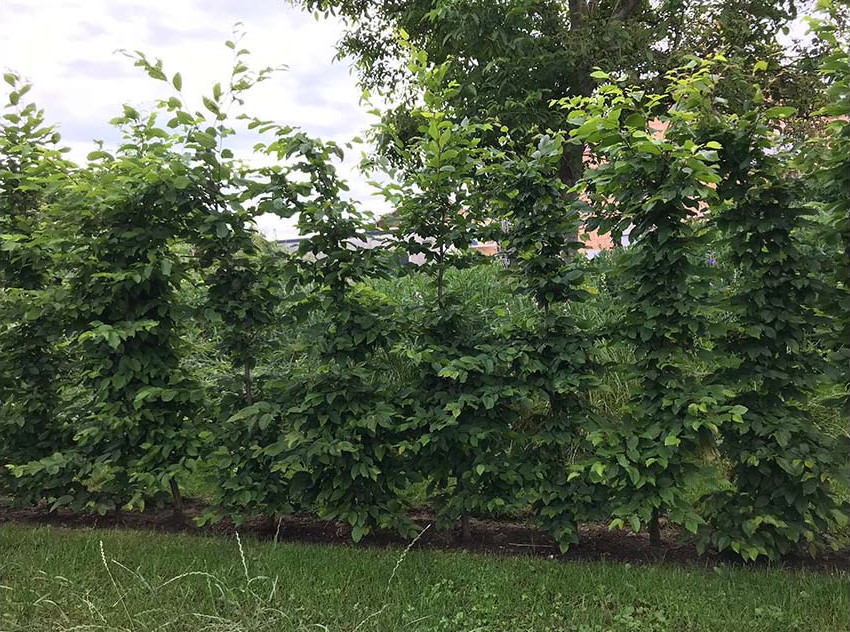 Eine Hainbuchenhecke friedet das Grundstück ganz natürlich ein