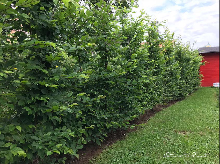 Dichte Hainbuchenhecke an der Grundstücksgrenze