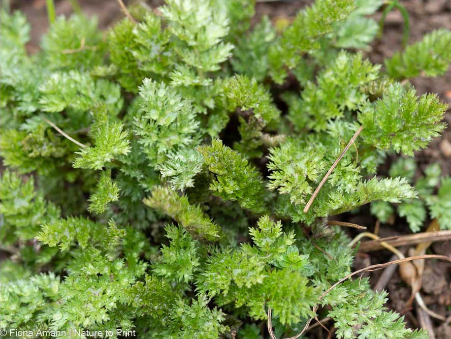 Austrieb der Bunten Margerite erinnert mich an Petersilie Austrieb der Bunten Margerite