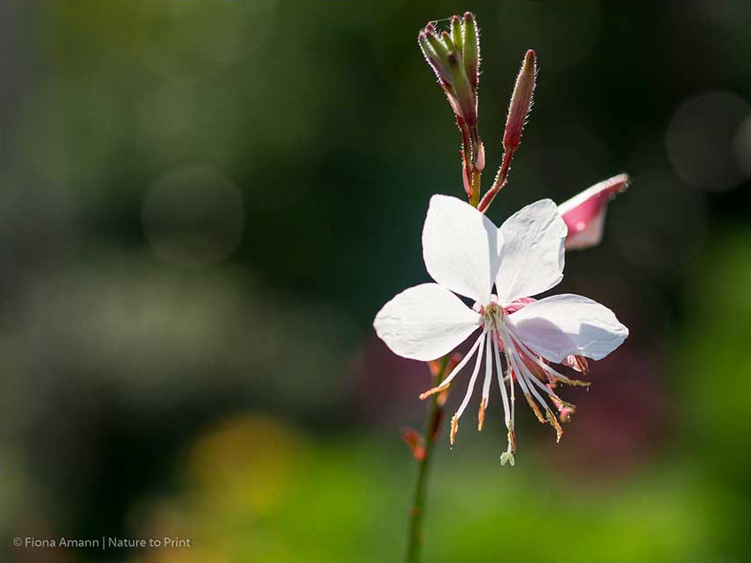 Einzelne Blüte der Gaura Linheimeri, Prachtkerze