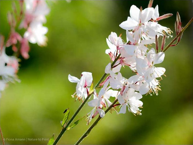 So hübsch blüht die Präriekerze monatelang. Die pflegeleichte Staude aus Nordamerika ist ein echter Dauerblüher.
