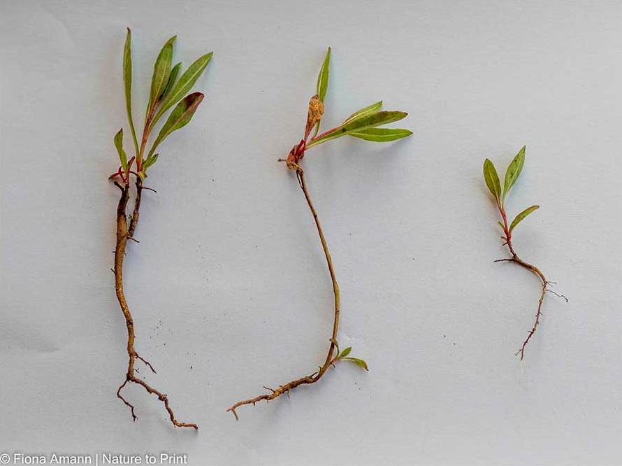 3 Sämlinge der Prachtkerze, Gaura Lindheimerii