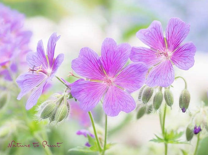 Prächtiger Storchschnabel trägt große violette Blüten wie schwebend über seinen Blätter