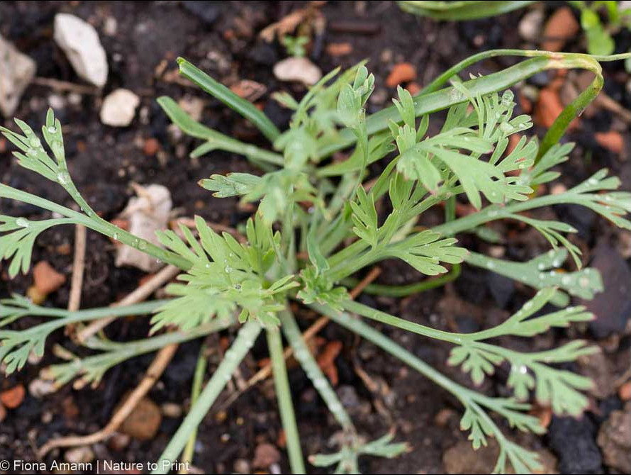 Goldmohn-Sämling erkennt man leicht an den grau-grünen gefiederten Blättern. Goldmohn Sämling erkennt man leicht an den grau-grün gefiederten Blättern