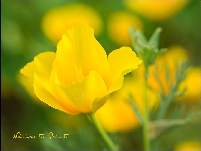Kalifornischer Goldmohn, auch Schlafmütze oder Kappenmohn genannt. Bot. Eschscholzia californica Kalifornischer Goldmohn, auch Schlafmütze oder Kappenmohn genannt. Bot. Eschscholzia californica