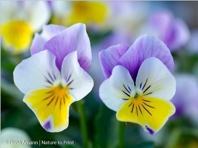Bunte Hornveilchen blühen monatelang und säen sich zuverlässig selber aus Bunte Hornveilchen blühen monatelang und säen sich zuverlässig selber aus