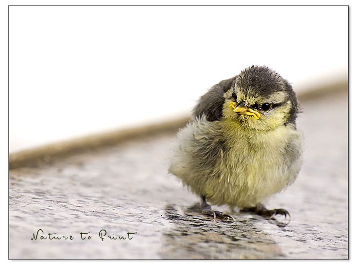 Im vogelfreundlichen Garten: Junge Meise bei ihrem ersten Ausflug Junge Meise bei ihrem ersten Ausflug