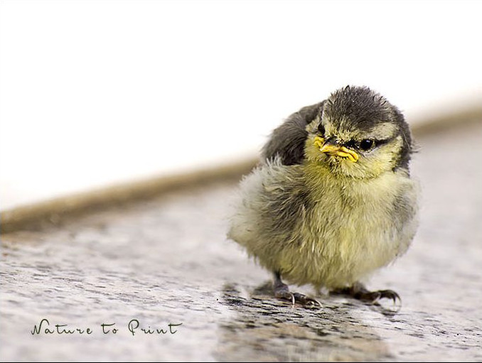 Im vogelfreundlichen Garten: Junge Meise bei ihrem ersten Ausflug Junge Meise bei ihrem ersten Ausflug