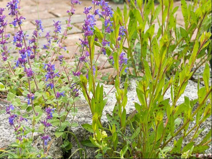 Prachtkerze Gaura lindheimeri neben Katzenminze im Präriebeet