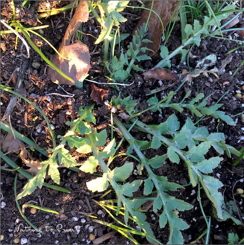 Klatschmohn-Sämling bzw. eine Jungpflanze, die sich im vergangenen Sommer selbst ausgesät hat. Klatschmohn-Sämling bzw. eine Jungpflanze, die sich im vergangenen Sommer selbst ausgesät hat.