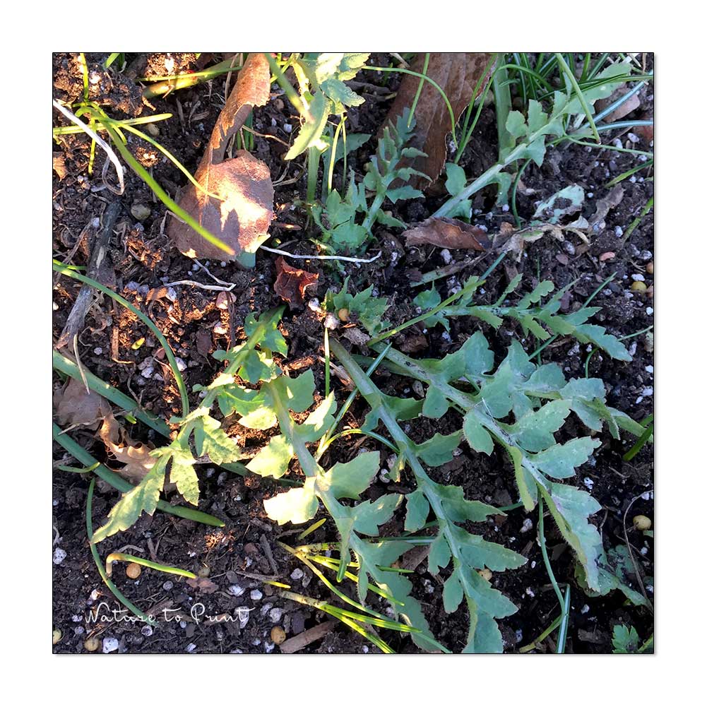 Klatschmohn-Sämling bzw. eine Jungpflanze, die sich im vergangenen Sommer selbst ausgesät hat.