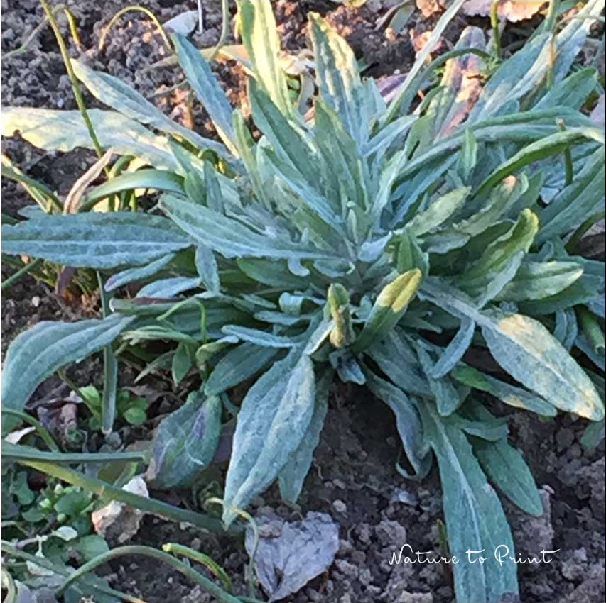 Kräftige Jungpflanze einer Kornblume