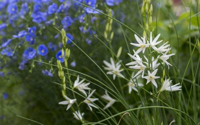 20 häufige Sommerblumen-Sämlinge im Garten finden & erkennen