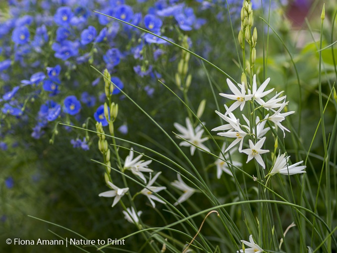 18 häufige Sommerblumen-Sämlinge im Garten finden & erkennen