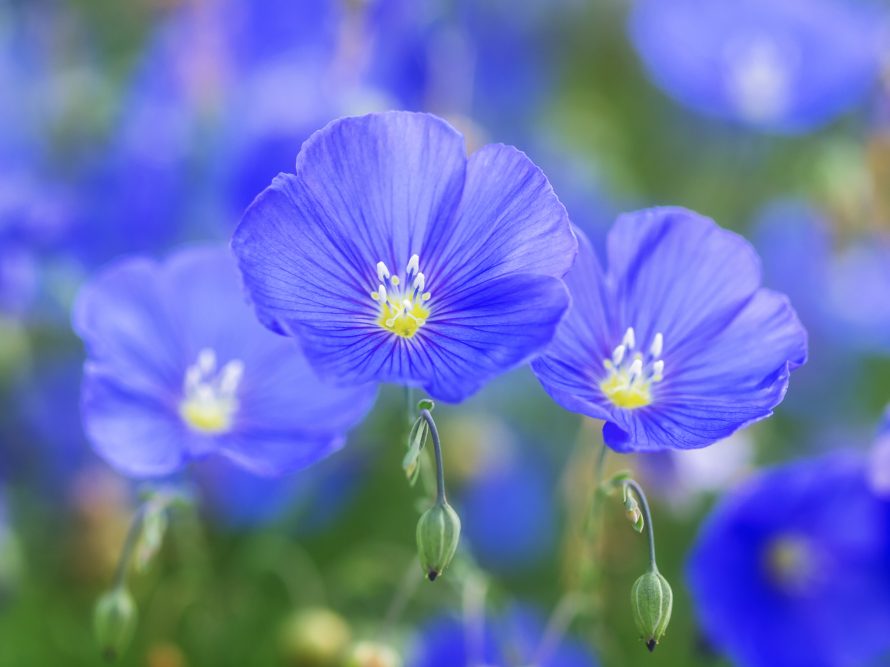 Blauer Staudenlein im Blumenbeet. Blumenbild von Nature to Print.