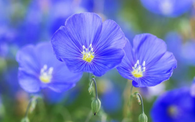 Blauer Staudenlein. Hübscher Dauerblüher für sonnige, trockene Standorte.
