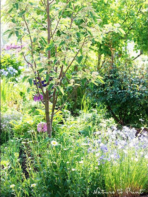 Die Säulen-Mehlbeere ist ein kleiner, schmaler Baum, der sogar in/auf einen sehr schmalen Streifen des Blumengartens passt. In diesem Fall liegt zwischen Treppe und Straße gerade einmal ein Meter Platz. Genug für Säulenbäume. Die Mehlbeere ist ein kleiner, schmaler Baum, der sogar in einen schmalen Streifen des Blumengartens passt.