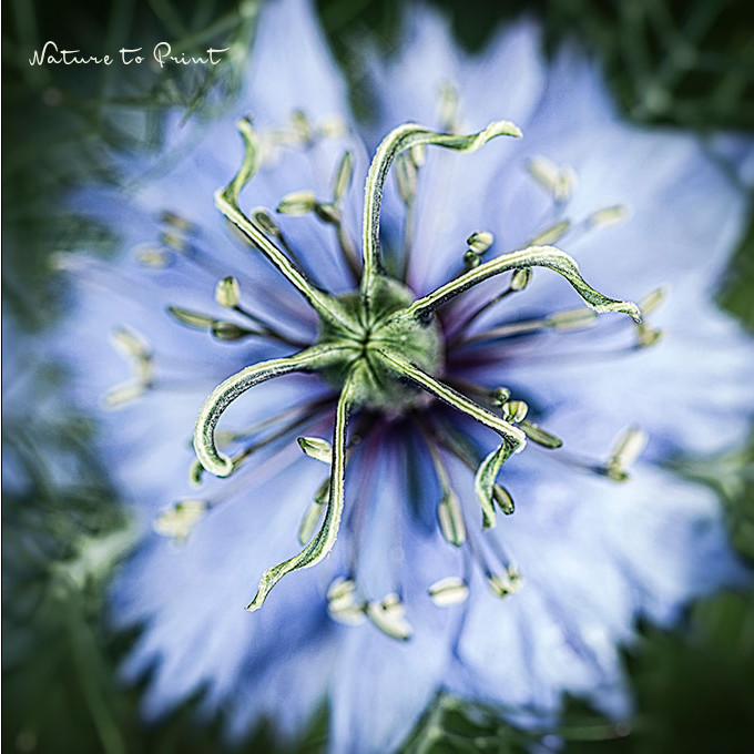 Blaue Nigella. Jungfer im Grünen sieht auch auf einem Blumenkissen von Nature to Print gut aus. Blumenblid oder Blumenkissen Blaue Nigella. Jungfer im Grünen.