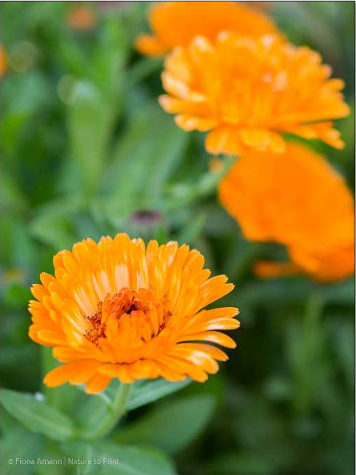 Ringelblumen, Calendula, hübsche Sommerblumen mit viel Strahlkraft Ringelblumen, Calendula, hübsche Sommerblumen mit viel Potenzial