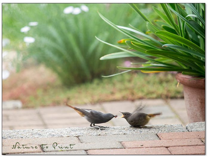 So gestalten Sie Ihren Garten vogelfreundlich. 11 Praxistipps für gärtnernde Vogelfreunde. So gestalten Sie Ihren Garten vogelfreundlich. 11 Praxistipps für gärtnernde Vogelfreunde.
